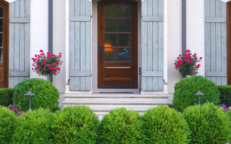 Japanese Boxwood