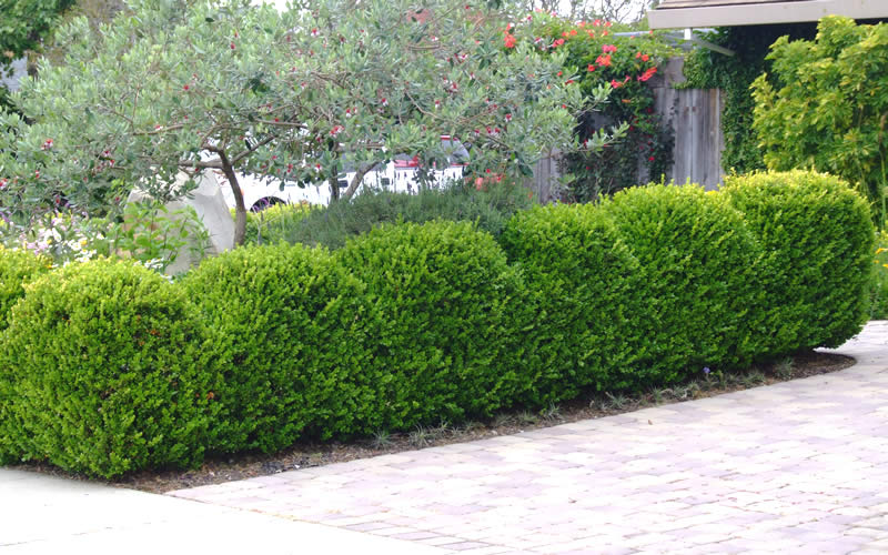 Japanese Boxwood