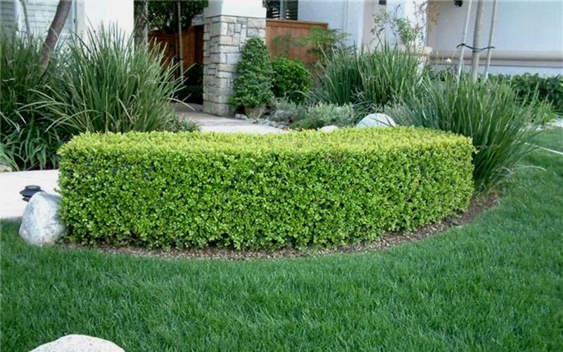 Japanese Boxwood