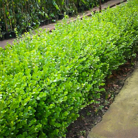 Japanese Boxwood