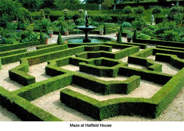 Japanese Boxwood