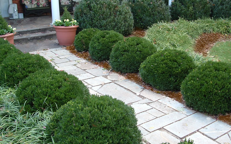 Justin Brouwers Dwarf Boxwood