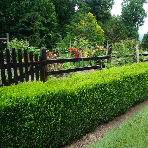 Justin Brouwers Dwarf Boxwood