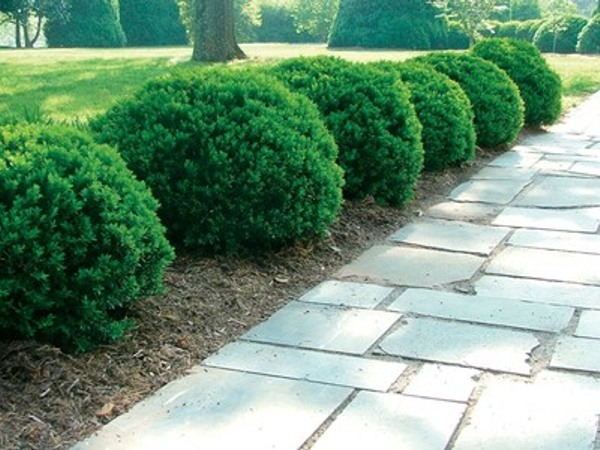 Justin Brouwers Dwarf Boxwood