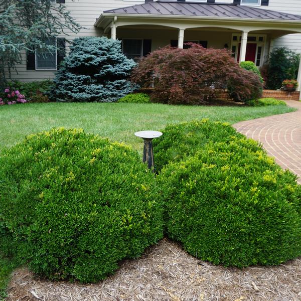 Justin Brouwers Dwarf Boxwood