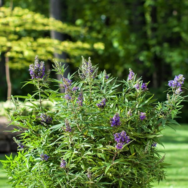 Blue Puffball Chaste Tree (Dwarf)