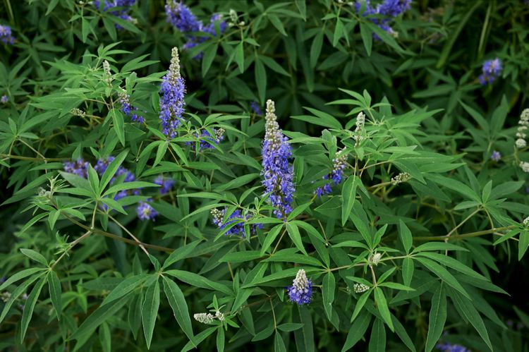Blue Puffball Chaste Tree (Dwarf)