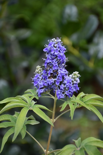 Blue Puffball Chaste Tree (Dwarf)