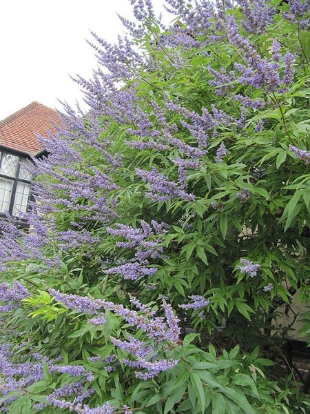 Blue Puffball Chaste Tree (Dwarf)