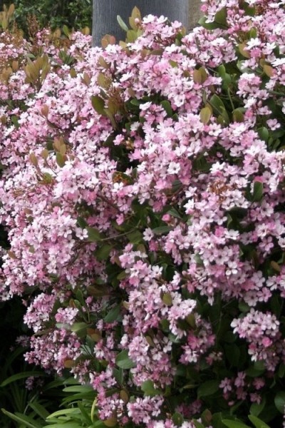 Eleanor Taber Indian Hawthorne