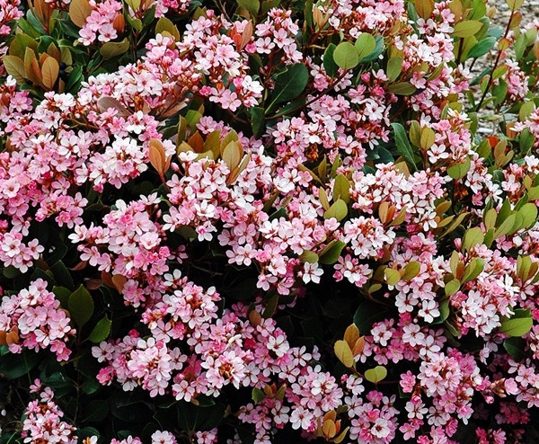 Eleanor Taber Indian Hawthorne