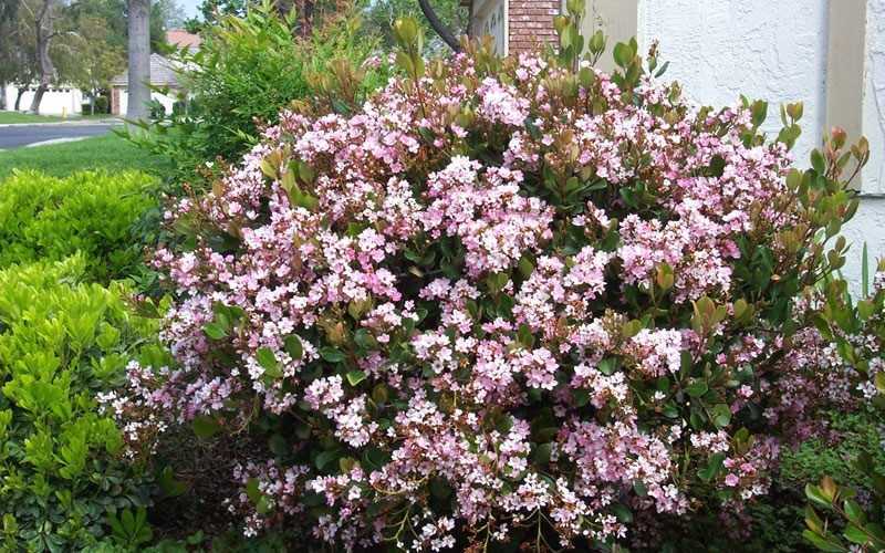 Eleanor Taber Indian Hawthorne
