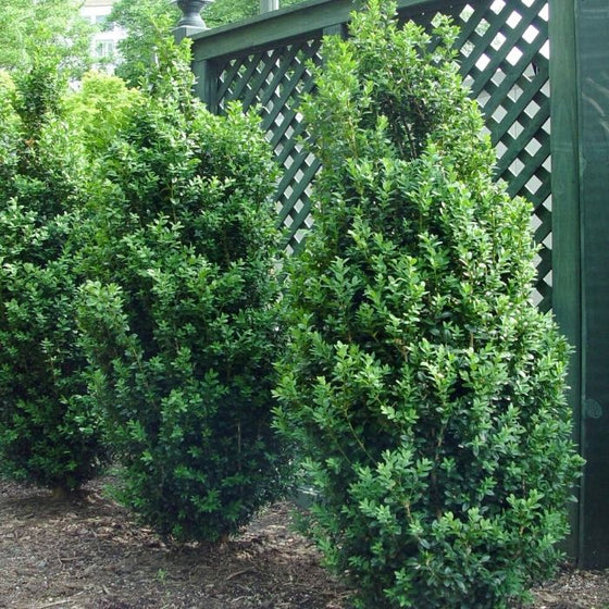 Dee Runk Columnar Boxwood