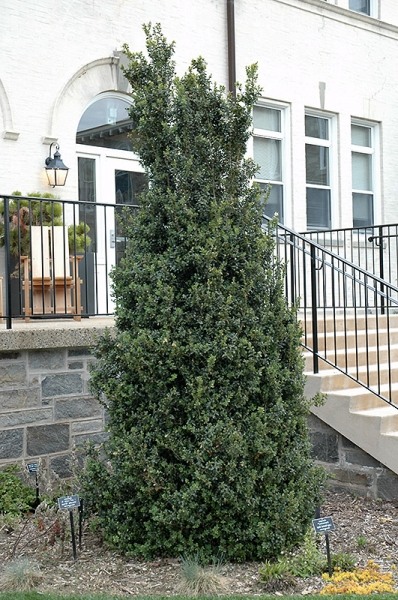 Dee Runk Columnar Boxwood