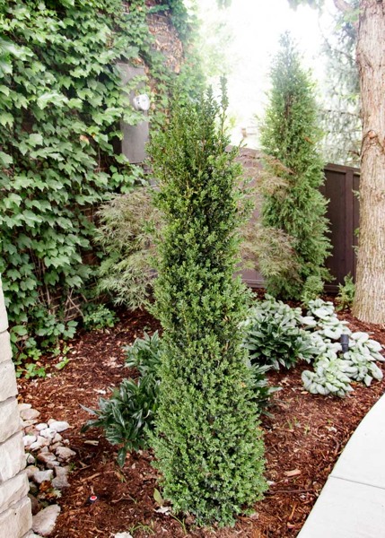 Dee Runk Columnar Boxwood
