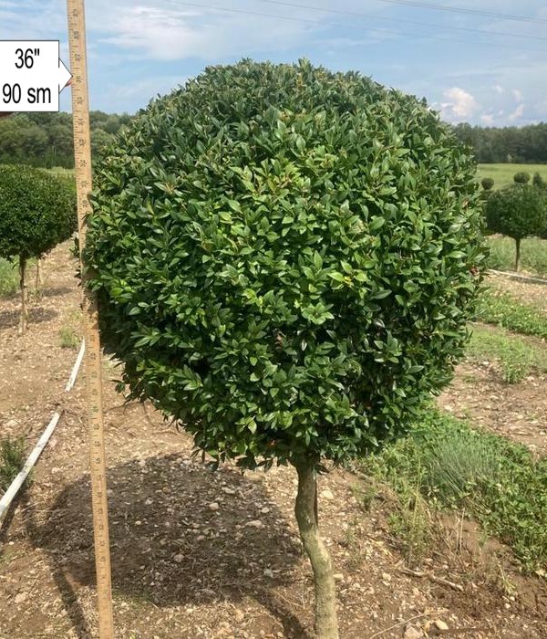 Dee Runk Columnar Boxwood