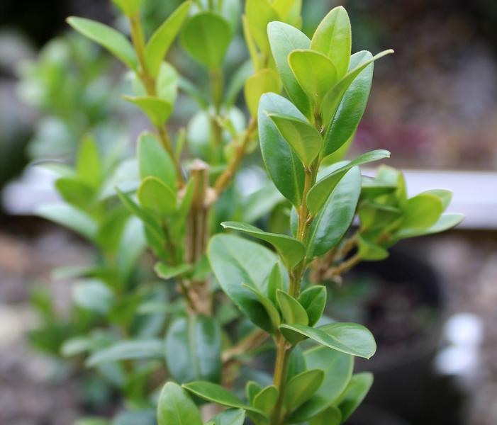 Dee Runk Columnar Boxwood