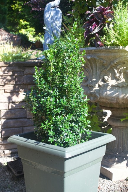 Dee Runk Columnar Boxwood