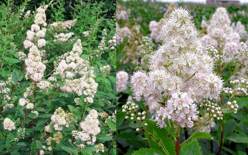 White Meadowsweet