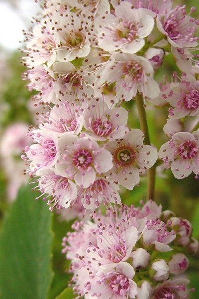White Meadowsweet