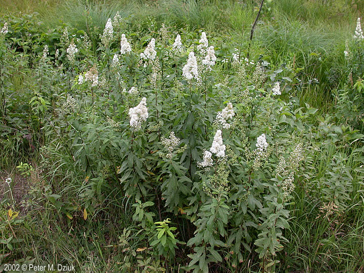 White Meadowsweet