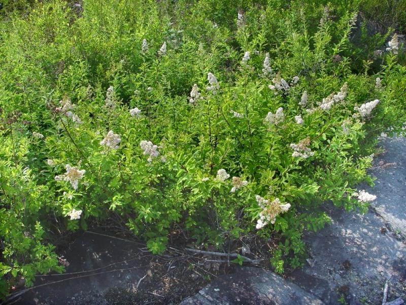 White Meadowsweet