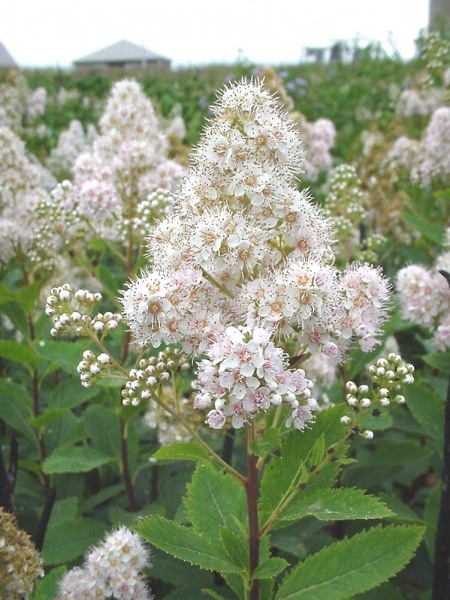 White Meadowsweet