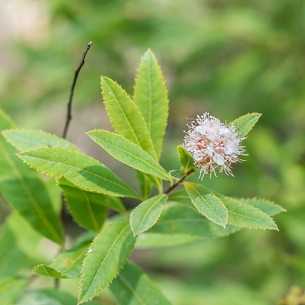 White Meadowsweet