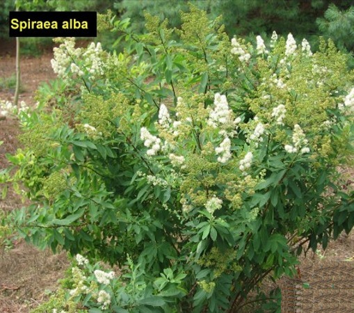 White Meadowsweet