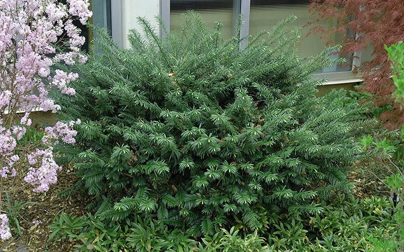 Duke Gardens Dwarf Japanese Plum Yew