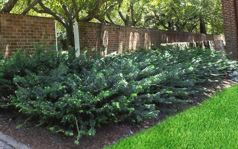 Duke Gardens Dwarf Japanese Plum Yew