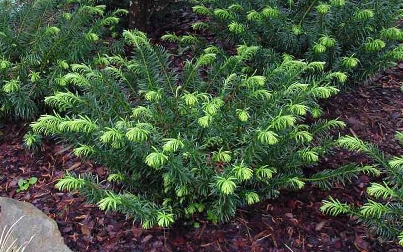 Duke Gardens Dwarf Japanese Plum Yew