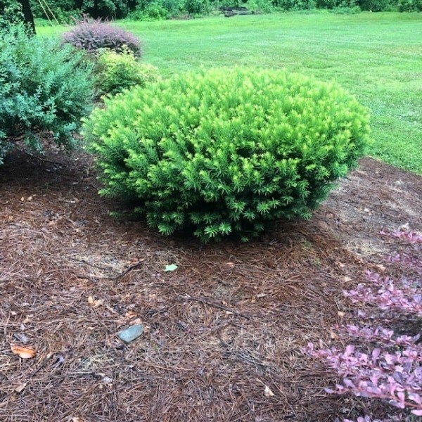Duke Gardens Dwarf Japanese Plum Yew