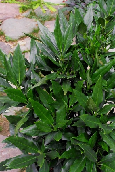 Sawtoothed Aucuba Serratifolia