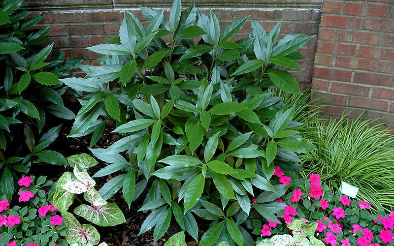 Sawtoothed Aucuba Serratifolia