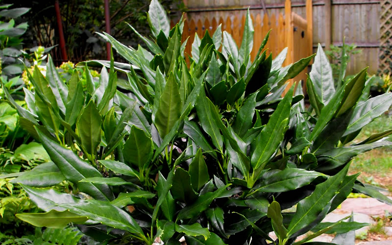 Sawtoothed Aucuba Serratifolia