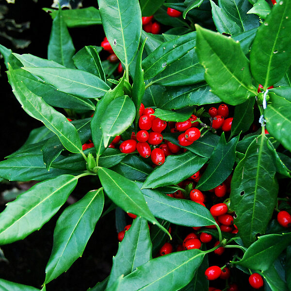 Sawtoothed Aucuba Serratifolia