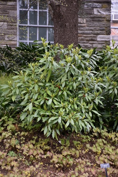Sawtoothed Aucuba Serratifolia