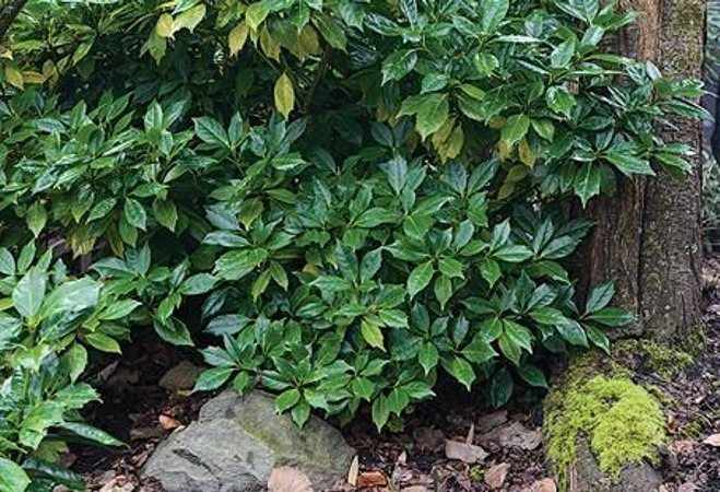 Sawtoothed Aucuba Serratifolia