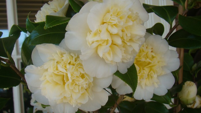 Brushfield Yellow Camellia Japonica
