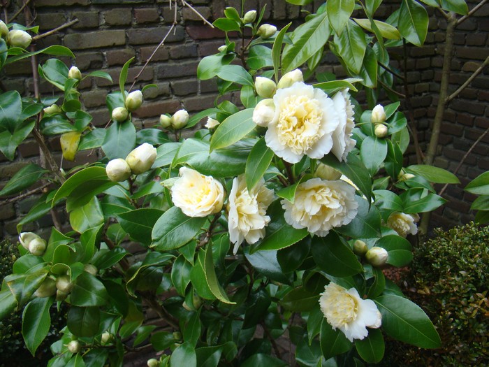 Brushfield Yellow Camellia Japonica