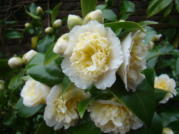 Brushfield Yellow Camellia Japonica