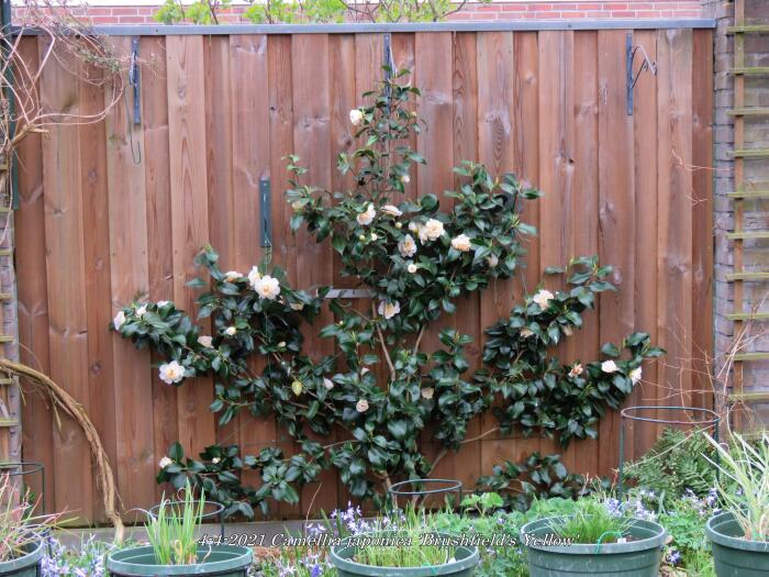 Brushfield Yellow Camellia Japonica