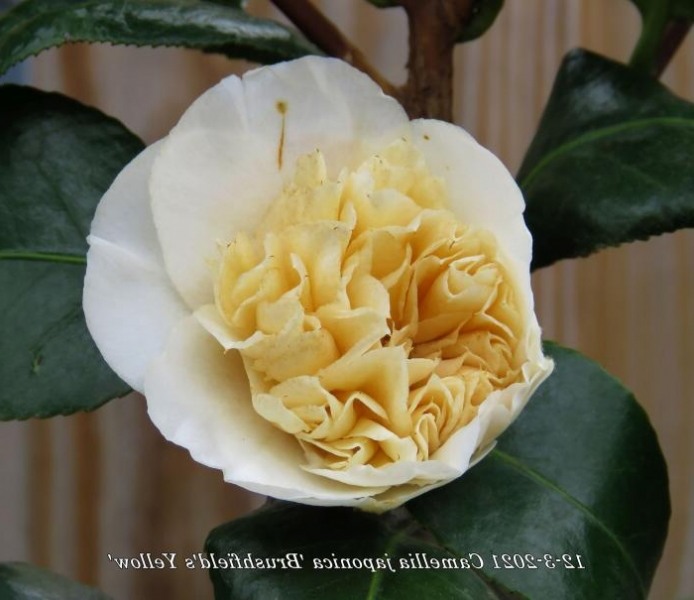 Brushfield Yellow Camellia Japonica