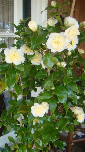 Brushfield Yellow Camellia Japonica