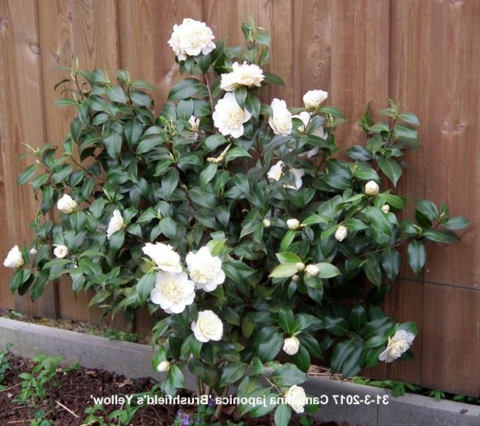 Brushfield Yellow Camellia Japonica