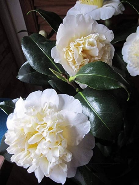 Brushfield Yellow Camellia Japonica