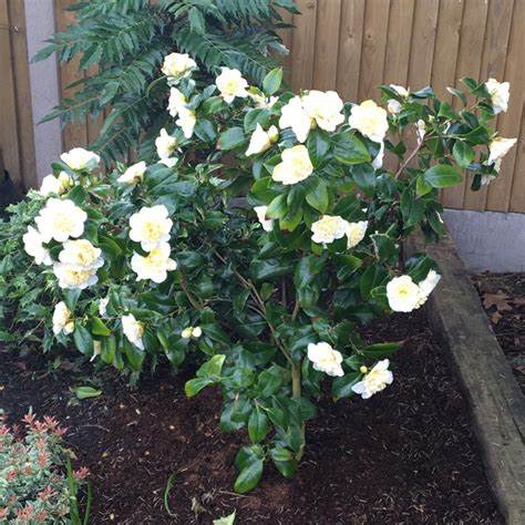 Brushfield Yellow Camellia Japonica
