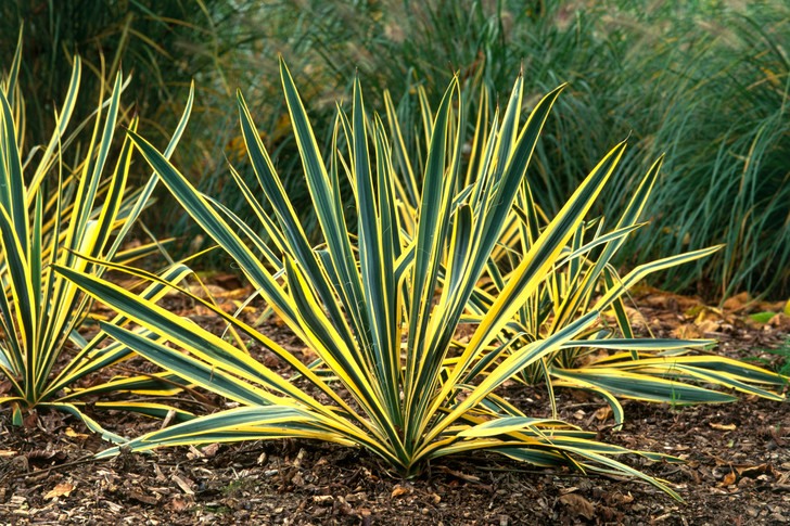 Bright Edge Yucca