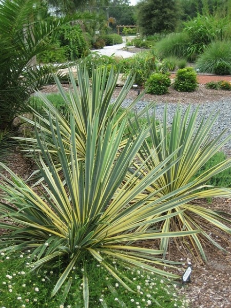 Bright Edge Yucca